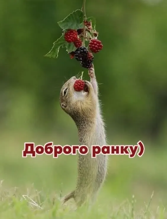 Картинка доброго ранку - для ранкової усмішки, для щирого повідомлення Картинка доброго ранку - для ранкової усмішки, для щирого повідомлення